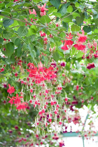 De Koninklijke Serres par marijke servaes