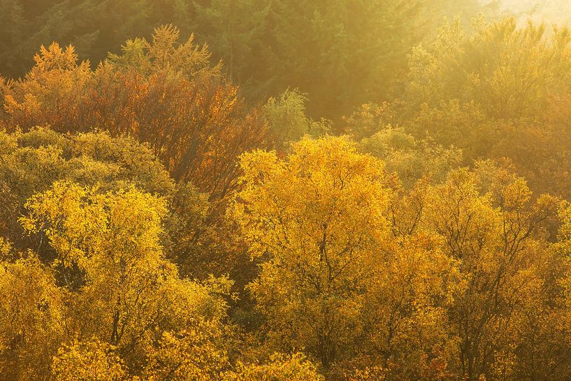 Cape Forest by Martijn Schruijer