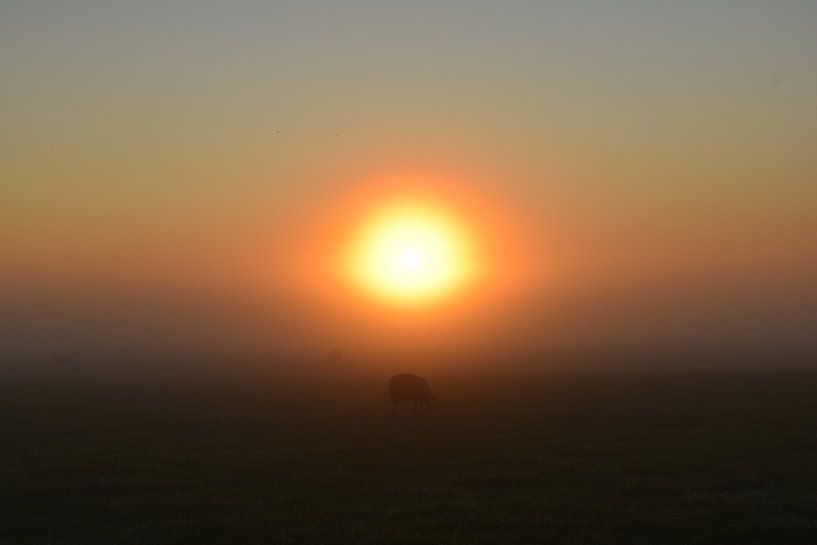 Auge von Johanna Varner
