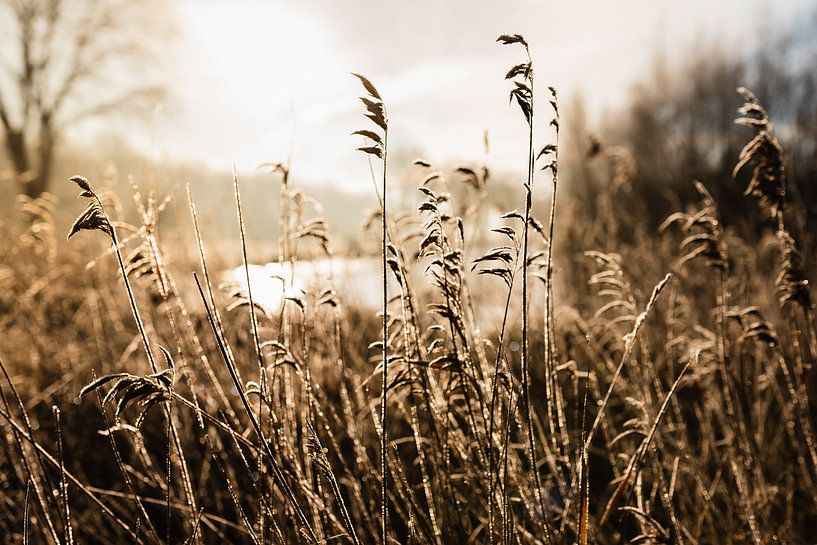 Winterlandschaft von Jantina Mulder