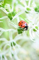 Ladybug