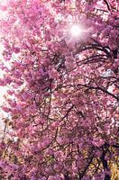 Frühlingssonne zwischen Blüten