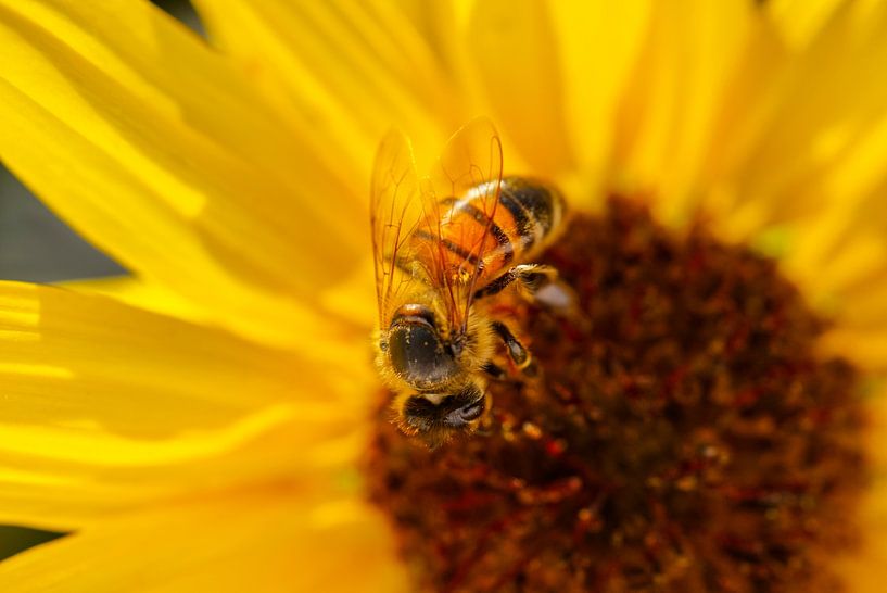 Honigbiene in Sonnenblume II von Iris Holzer Richardson