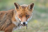 Renard avec sa proie