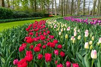 Multi Farbe Hyazinthe, rein rot, rosa weiße Farbe Tulpen