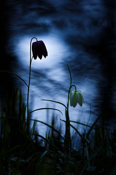 kievits bloem von Pim Leijen