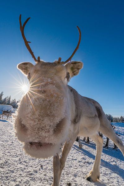 Rentier von Denis Feiner