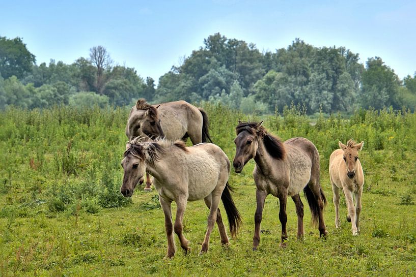 Konik-Pferde von Monique Verlouw