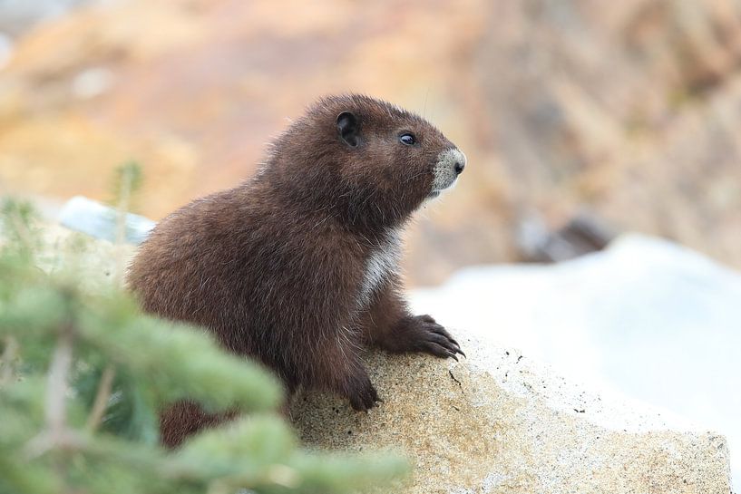Vancouver Island Marmot, Marmota vancouverensis,Mount Washington, in the natural habitat, Vancouver  von Frank Fichtmüller