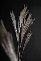 Dunkle trockene Blume