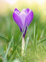 Crocus violet dans l'herbe