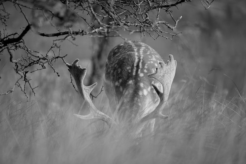 Daims au pâturage (noir et blanc) par Kevin Ike