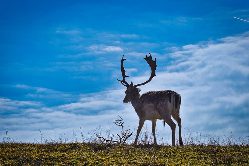 Deer in the Amsterdam Water Supply Dunes. by Eva De Mol