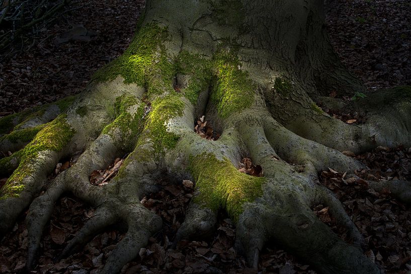 Shadowplay van Ton van Buuren