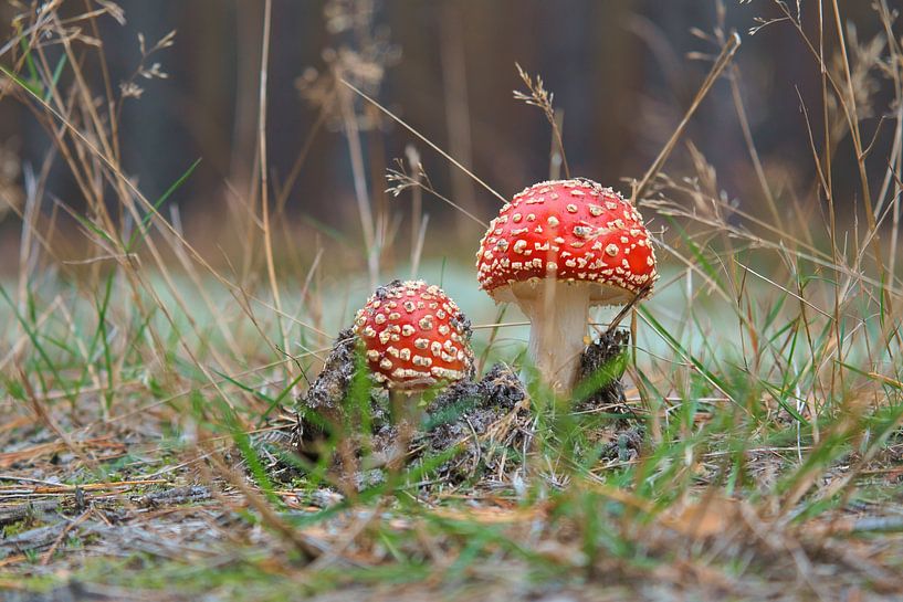 Delicate white red toadstool, on the forest floor. by Martin Köbsch