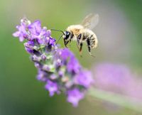 Biene mit Lavendel in Frankreich