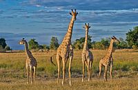 vier Giraffen auf der Reihe