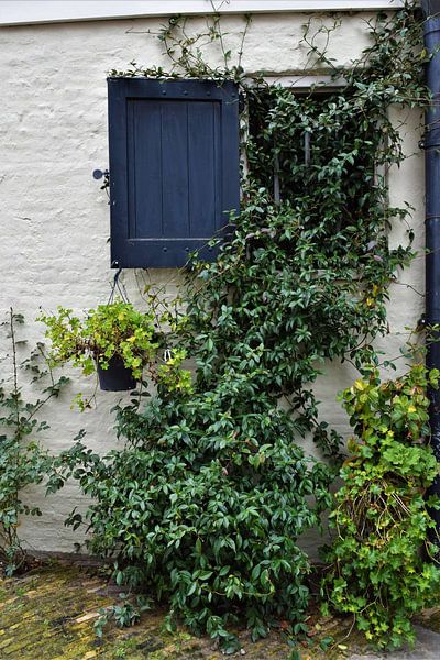 White wall with blue shutter and green plants by Maud De Vries