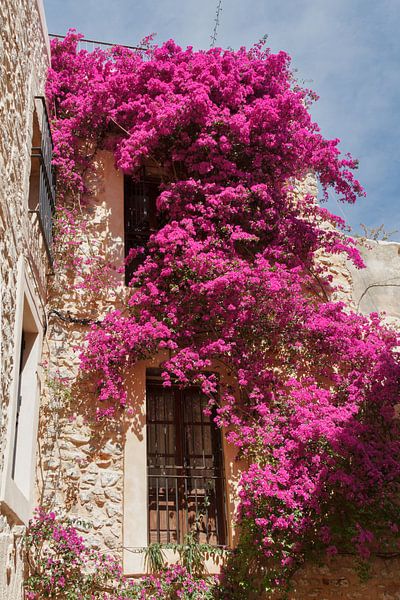 Bougainvillea on a wall by Dennis Schaefer