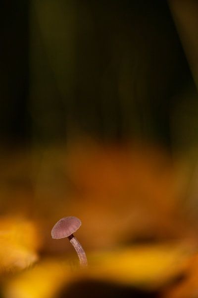 Pilz zwischen den Blättern von peterheinspictures