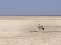 Alleine auf der Welt