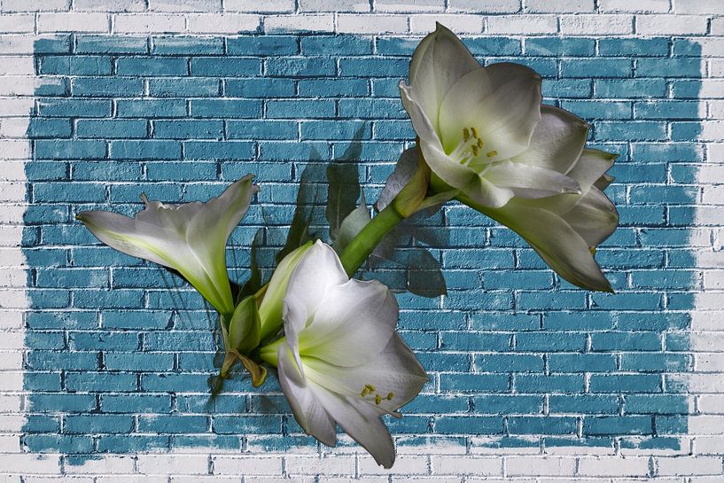 (CA002) Flowers on the blue wall by didier de borle