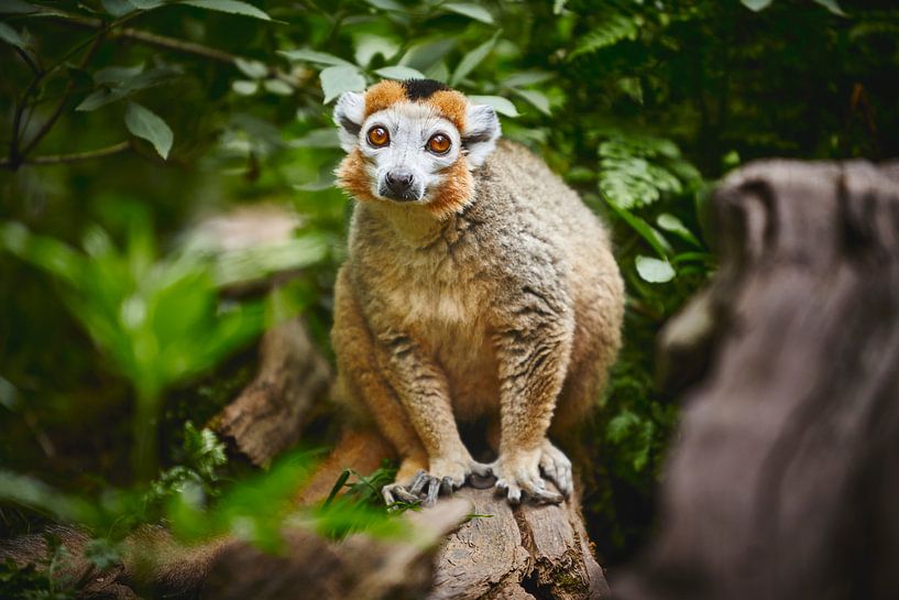 Bonjour par Graham Forrester