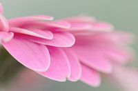 Gerbera pink