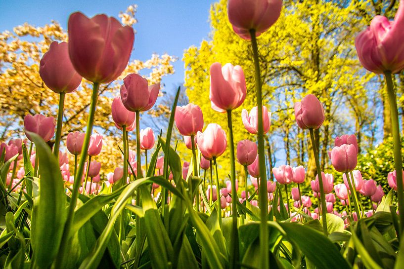 Prachtige roze tulpen by Stedom Fotografie