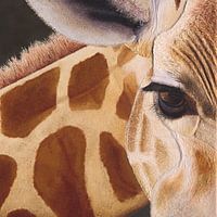 Giraffe close-up