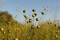 Un plant de lin avec des graines mûres dans les champs