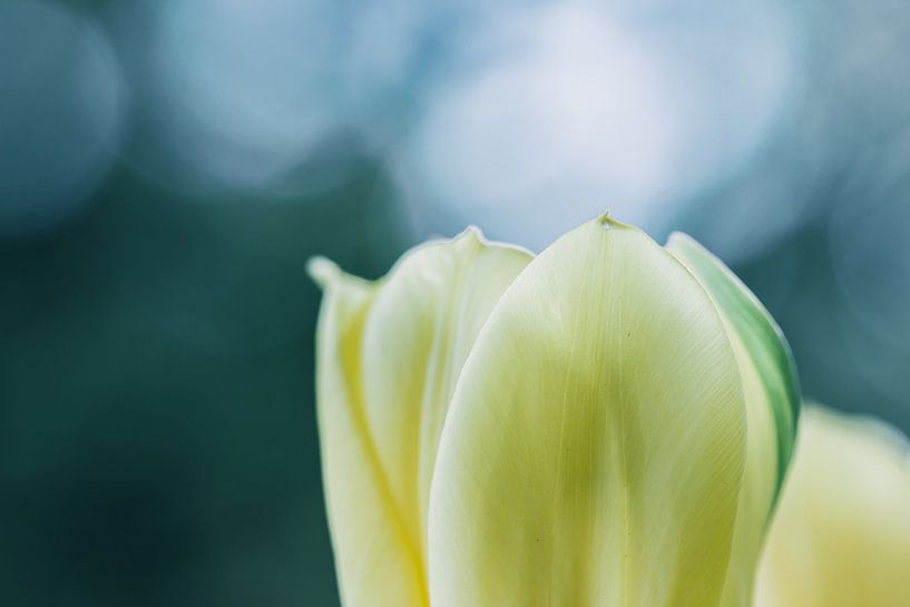 Les tulipes dans la lumière par Martina Weidner