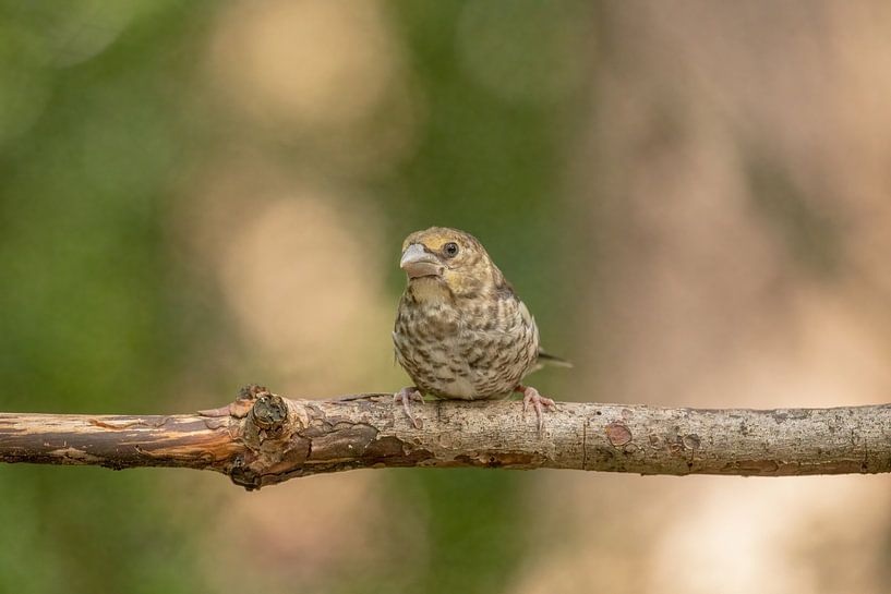 Bouvreuil juvénile par Tanja van Beuningen