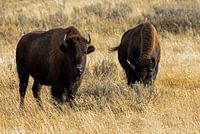 Bison du parc national de Yellowstone