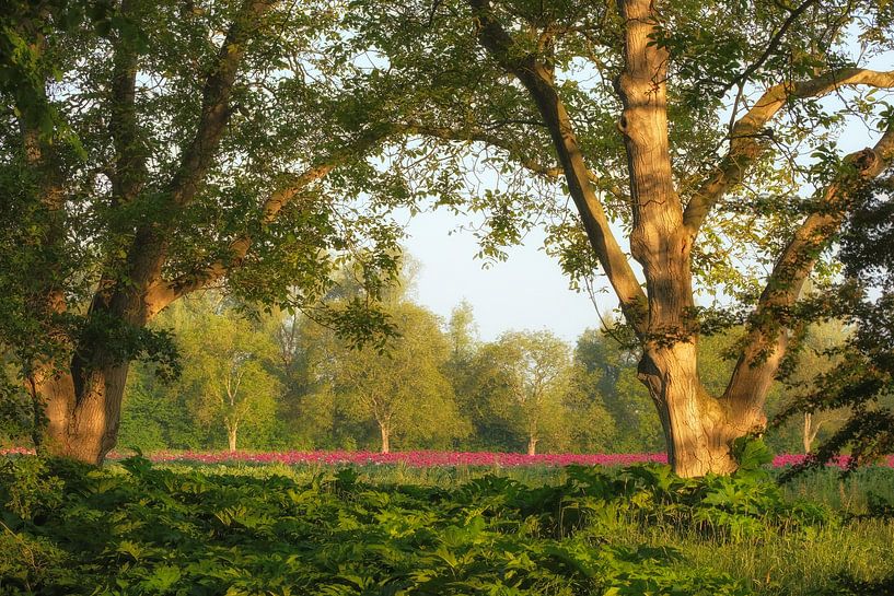Magnifique champ de coquelicots dans la verdure par Moetwil en van Dijk - Fotografie