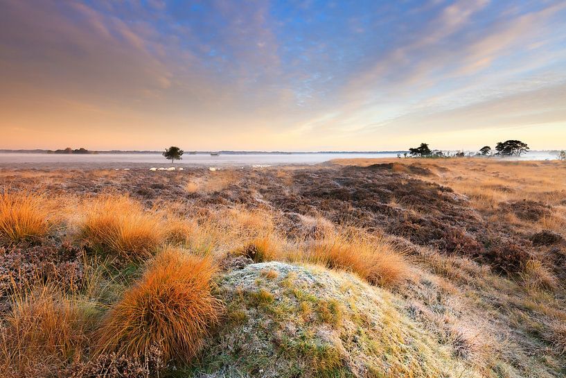 Heath landscape in Drenthe with fog during sunrise by Bas Meelker
