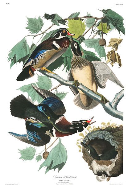 Canard Branchu par Birds of America