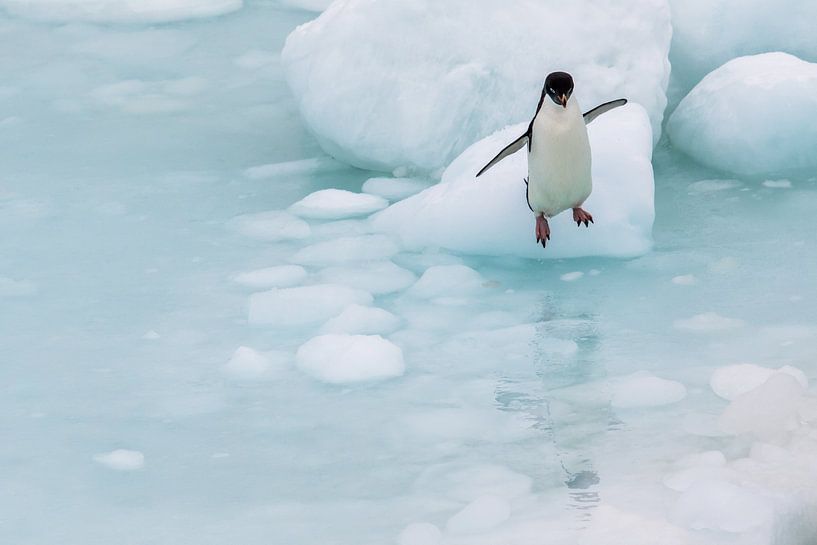 Springende Adelie Pinguin Antarctica par Family Everywhere