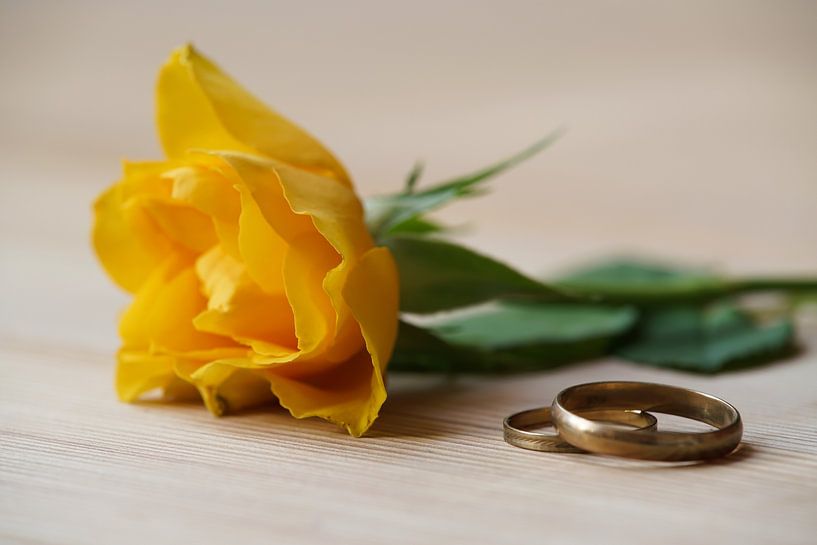 Rose und Ringe als Zeichen der Liebe von Heiko Kueverling