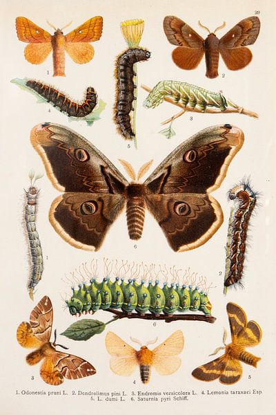 Antiker Druck mit einem Nachtpfauenauge als Mittelpunkt. von Studio Wunderkammer