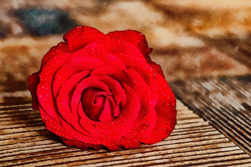 Rote Rose von Andreas Müller