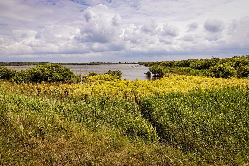 De Horsen Texel by Rob Boon