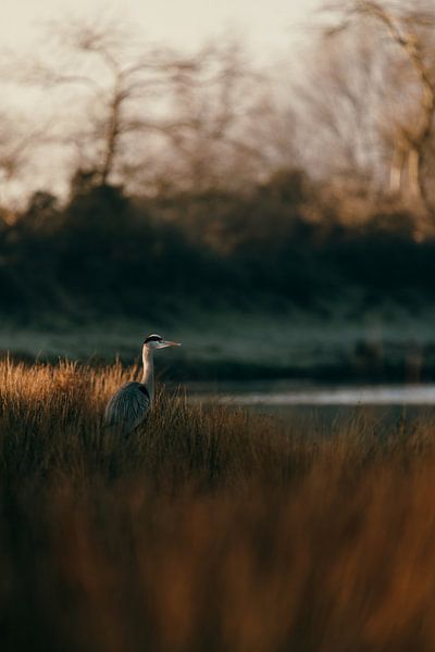Reiher bei Sonnenaufgang in Ruhiger Landschaftsszene von Dave Adriaanse - Photography