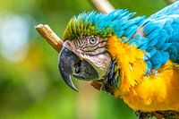 Papegaai
