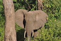 Image d'un éléphant.