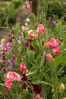 Lathyrus odoratus