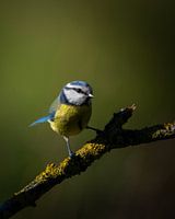Blue tit in the spotlight