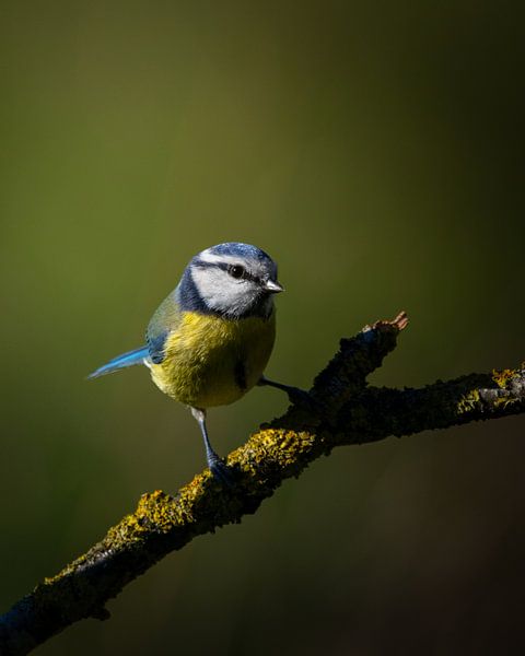 Blaumeise im Rampenlicht von Ard Jan Grimbergen
