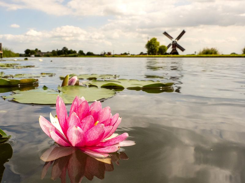 water lily by Pictures by Van Haestregt