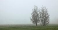 panorama twee bomen in de mist